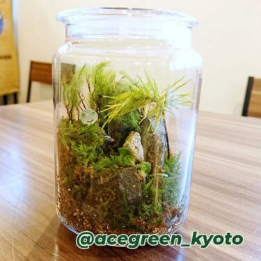 苔リウム